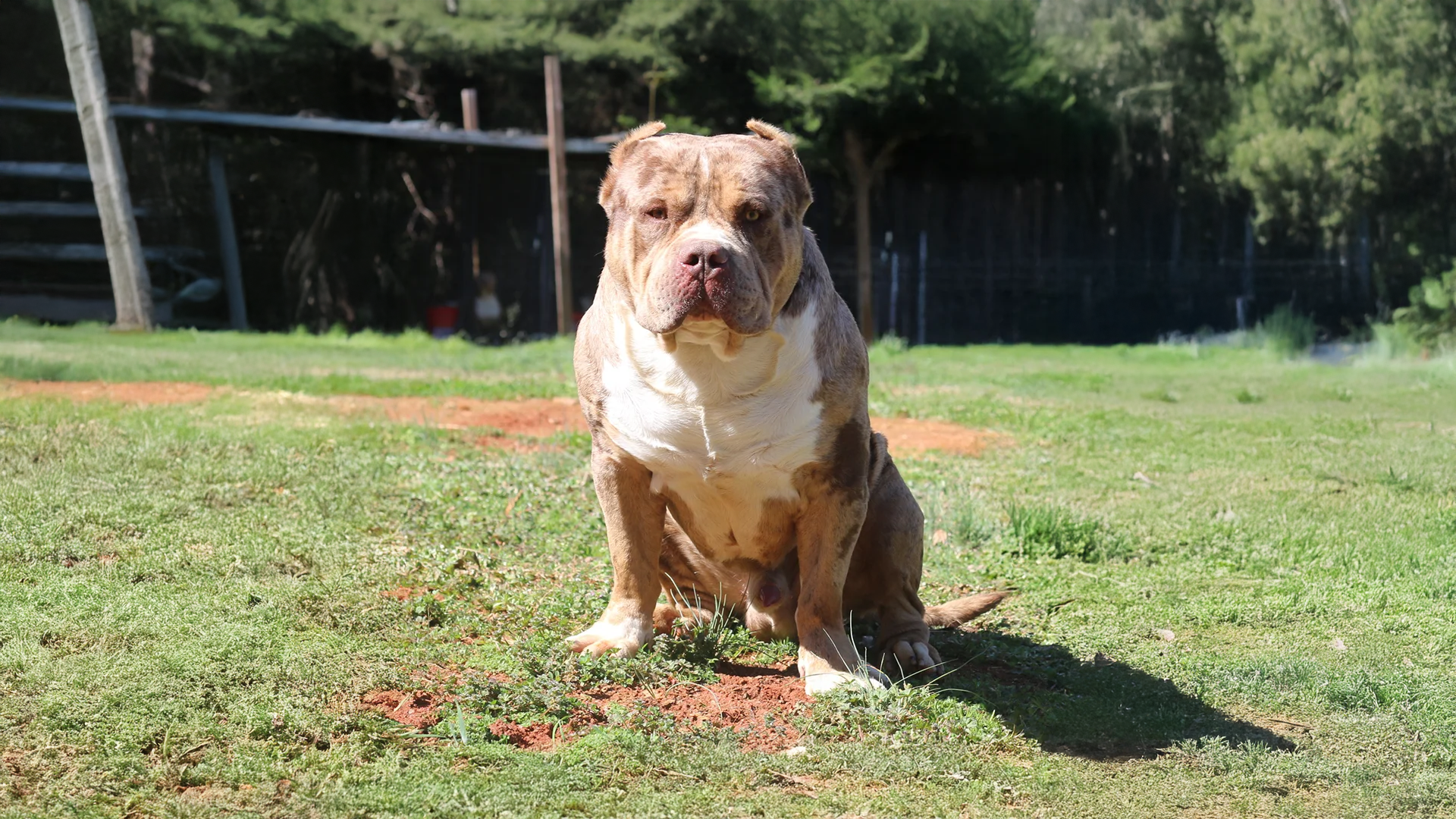 You are currently viewing American Bully Breeders and Bloodlines