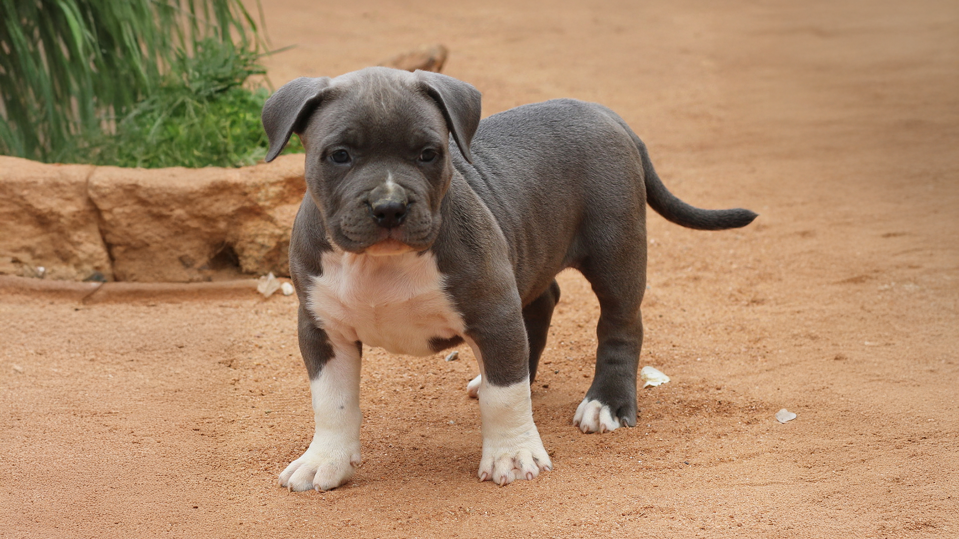 You are currently viewing What is a Purple Ribbon Pit Bull?