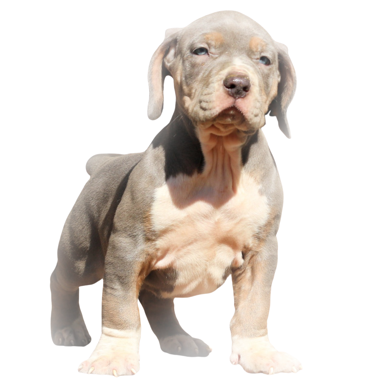Lilac tri XL American Bully puppy Crump's Bullies of GA