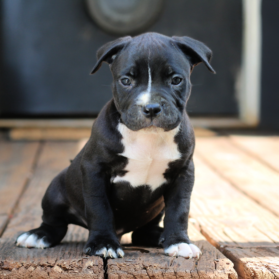 Black XL Pitbull puppy for sale