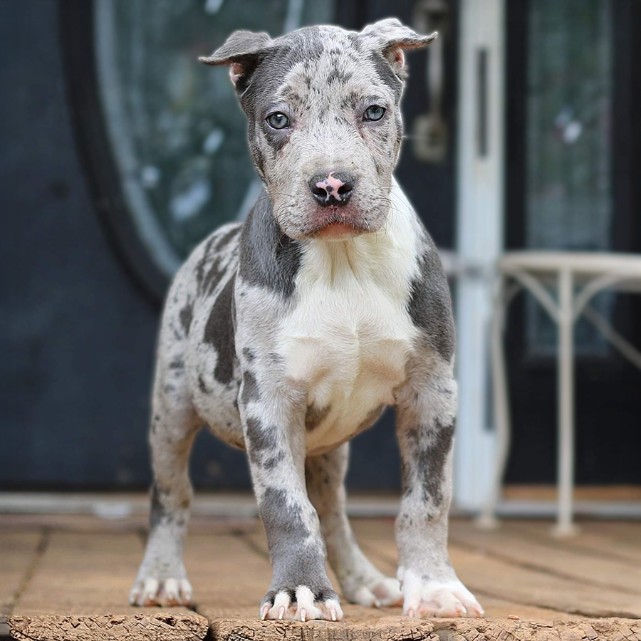 Blue merle XL Pitbulls for sale