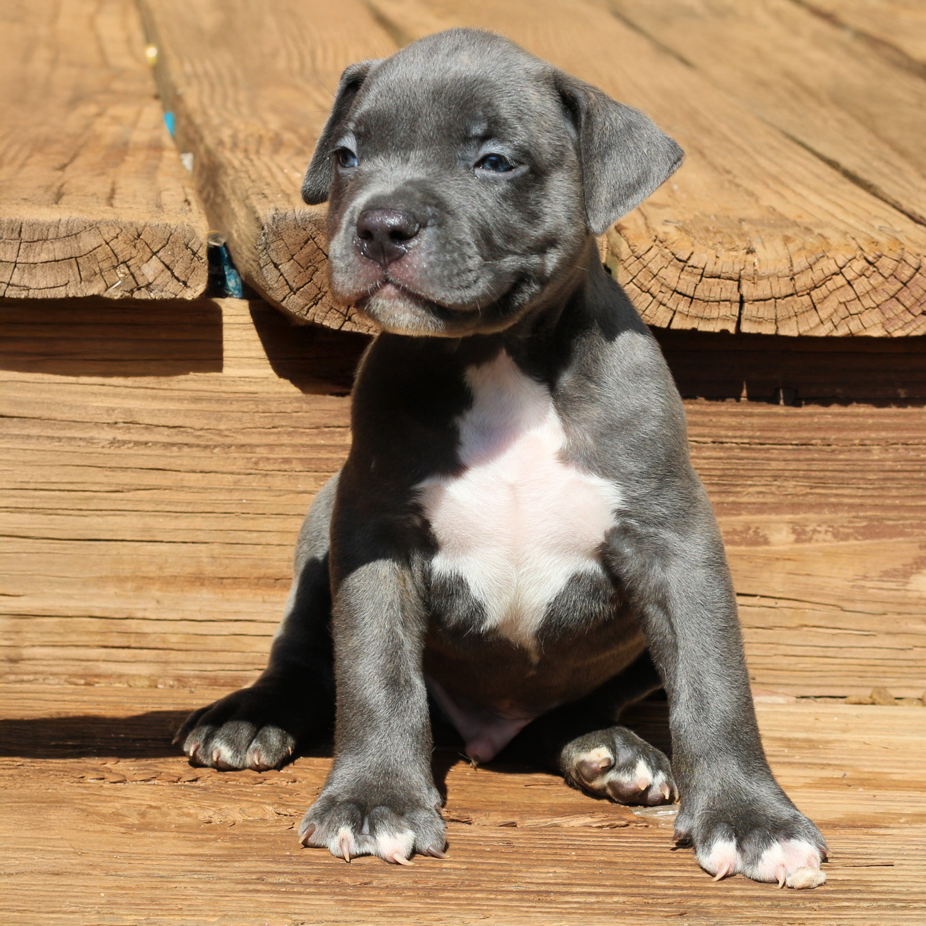 Blue pitbull puppies for sale in Georgia