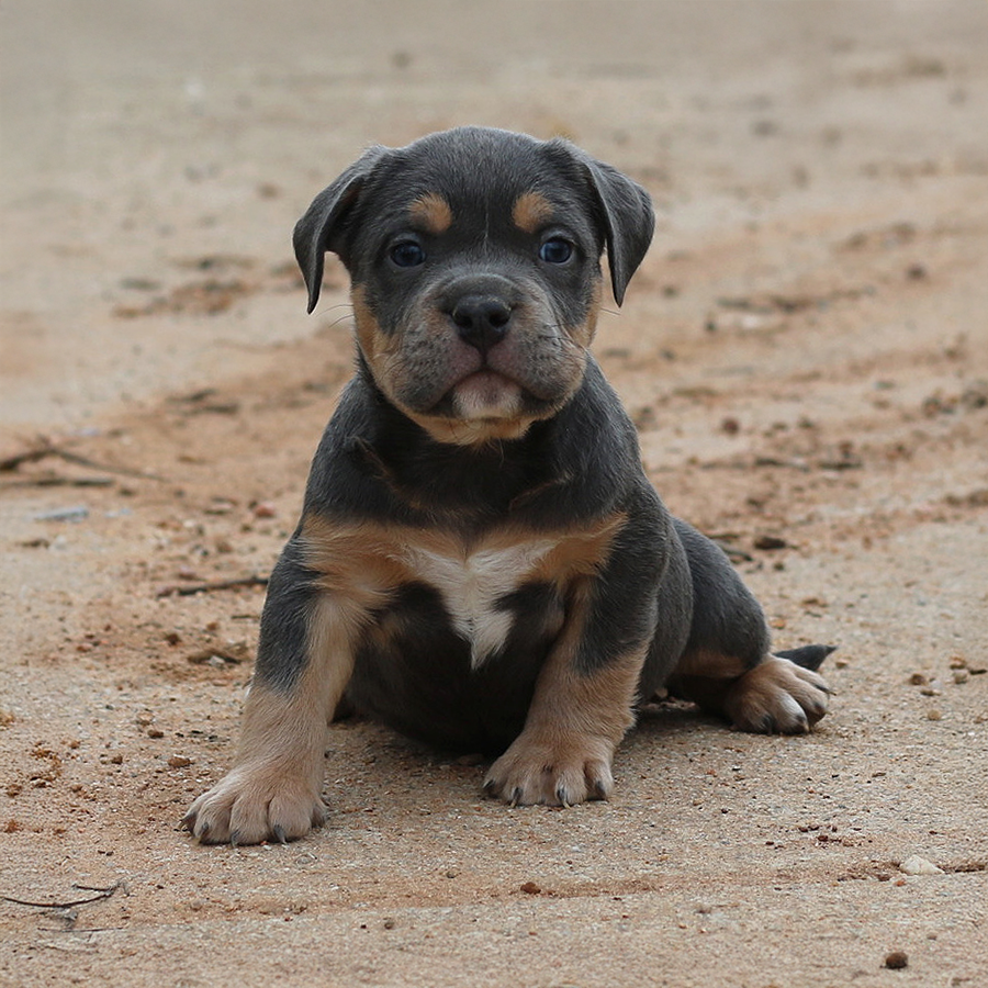 Blue tri Bully puppies for sale in GA