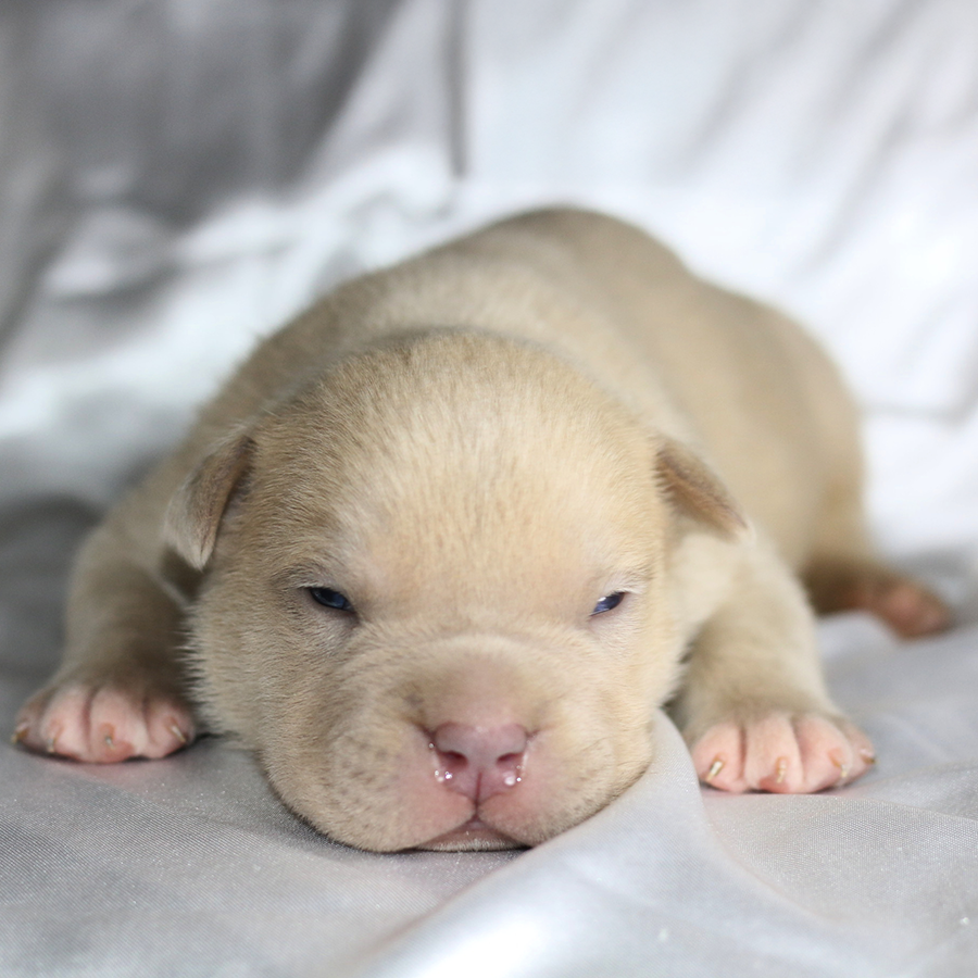 Champagne XL American Bully puppy