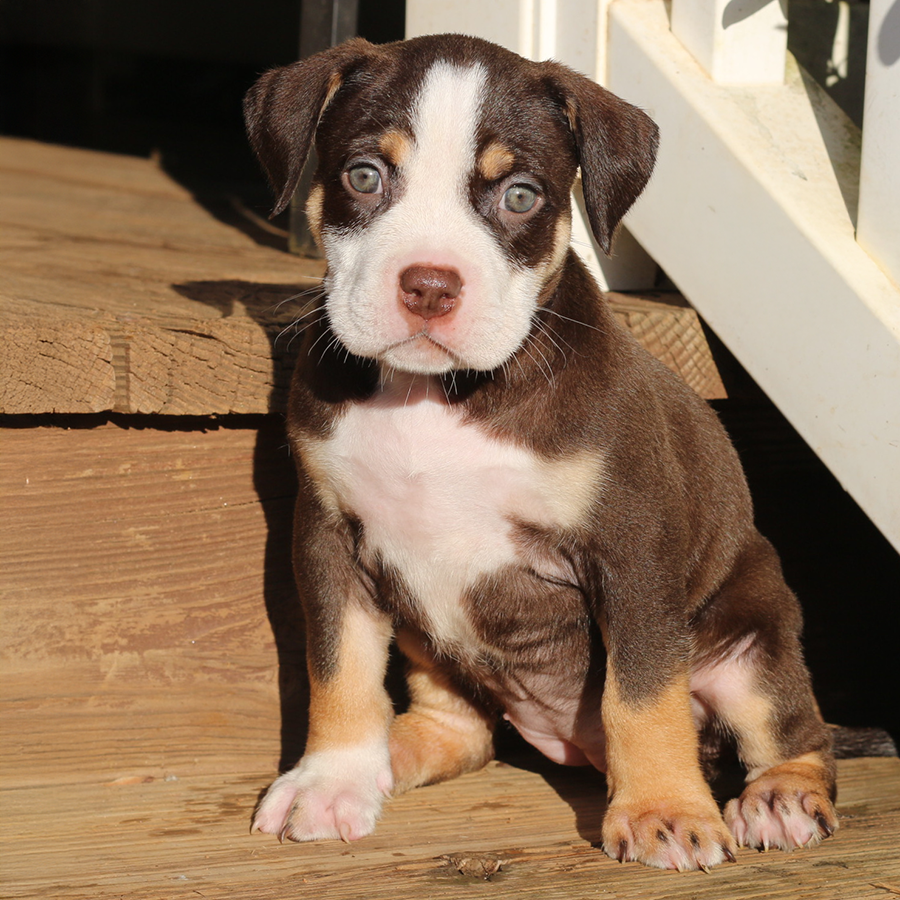 Chocolate tri Bullies for sale near me