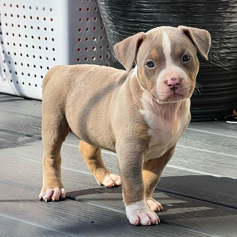 Lilac tri American Bully puppies for sale