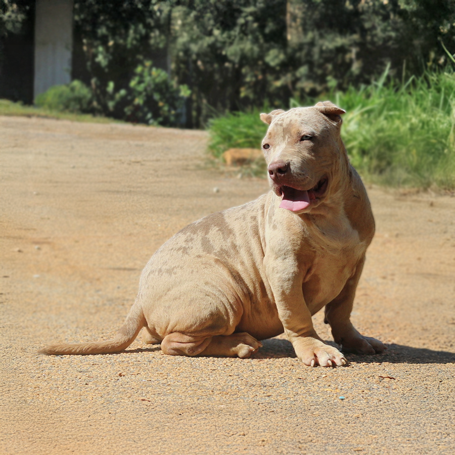 Lilac tri merle XL American Bully puppies for sale in Georgia