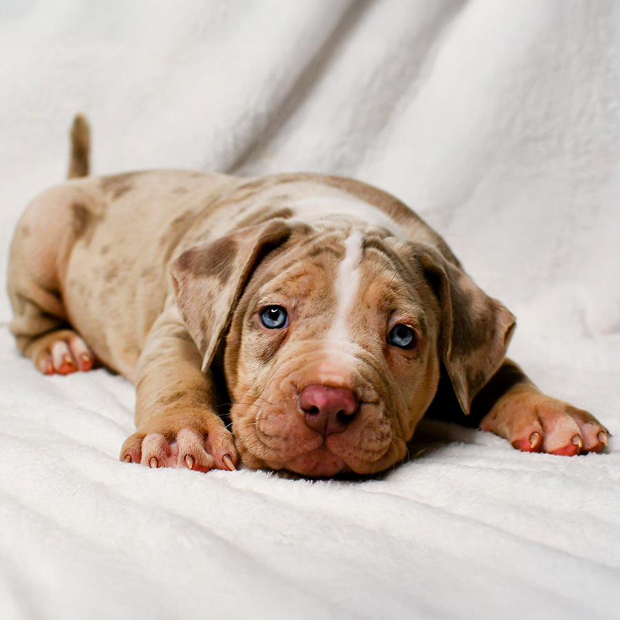 Lilac tri merle XL Bully Pitbull with blue eyes