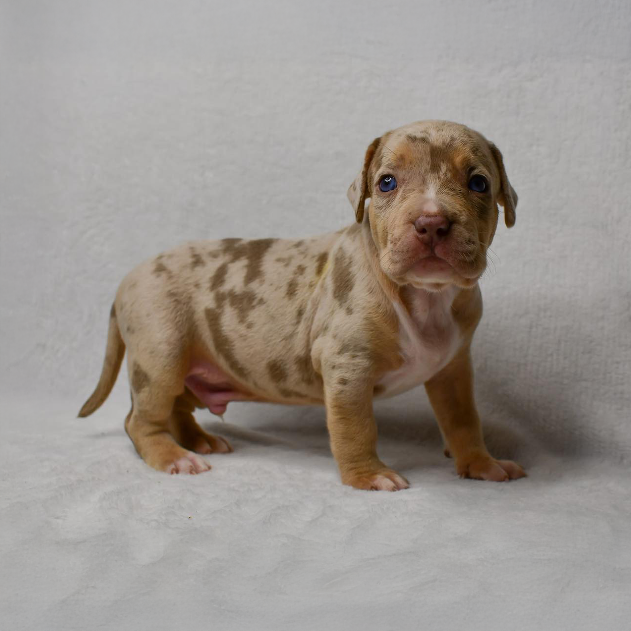 Lilac tri merle XL Bully puppies for sale in Georgia