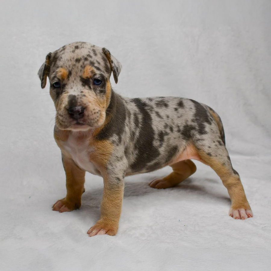 blue tri merle XL american bully pitbull puppy