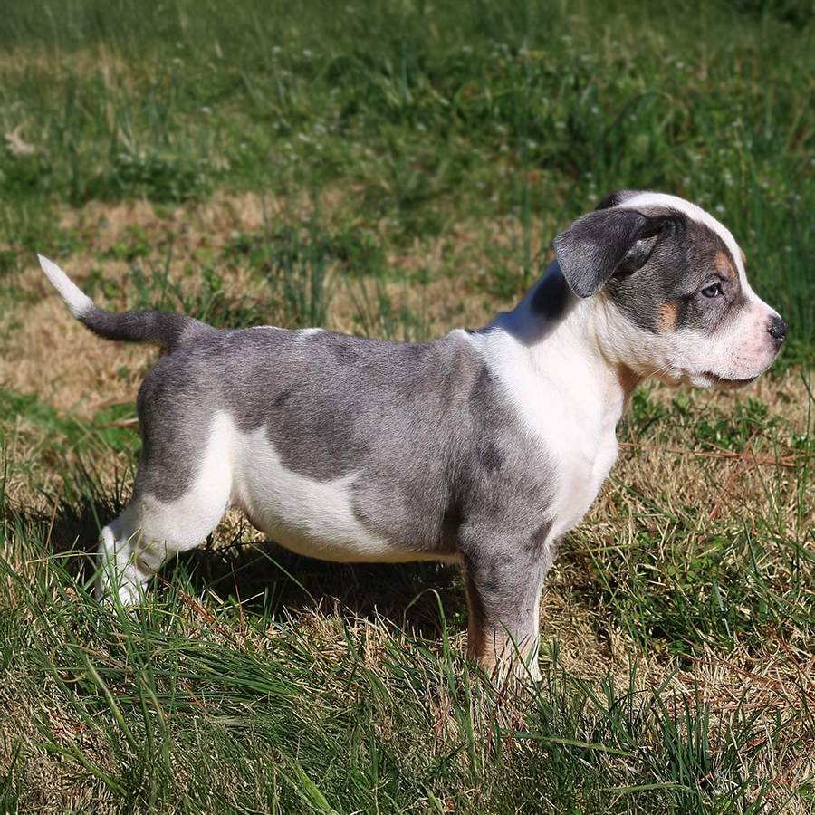 A blue pied blue tri merle XL Bully puppy in a meadow, only at Crump's Bullies of GA