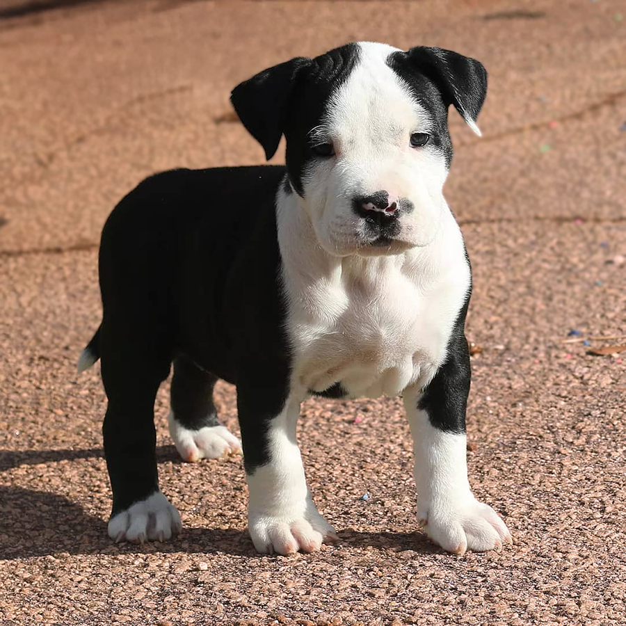 An amazing black XL pied Pitbull puppy from XL Bully breeders in GA