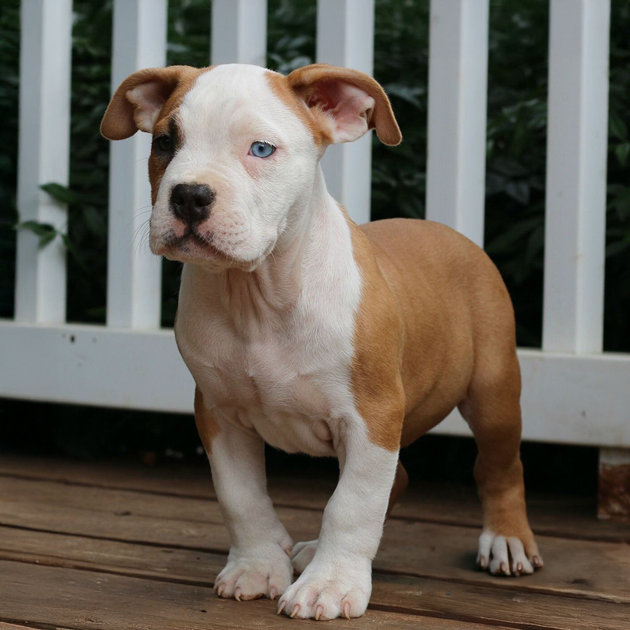 An amazing fawn pied XL Pitbull puppy with beautiful green eyes