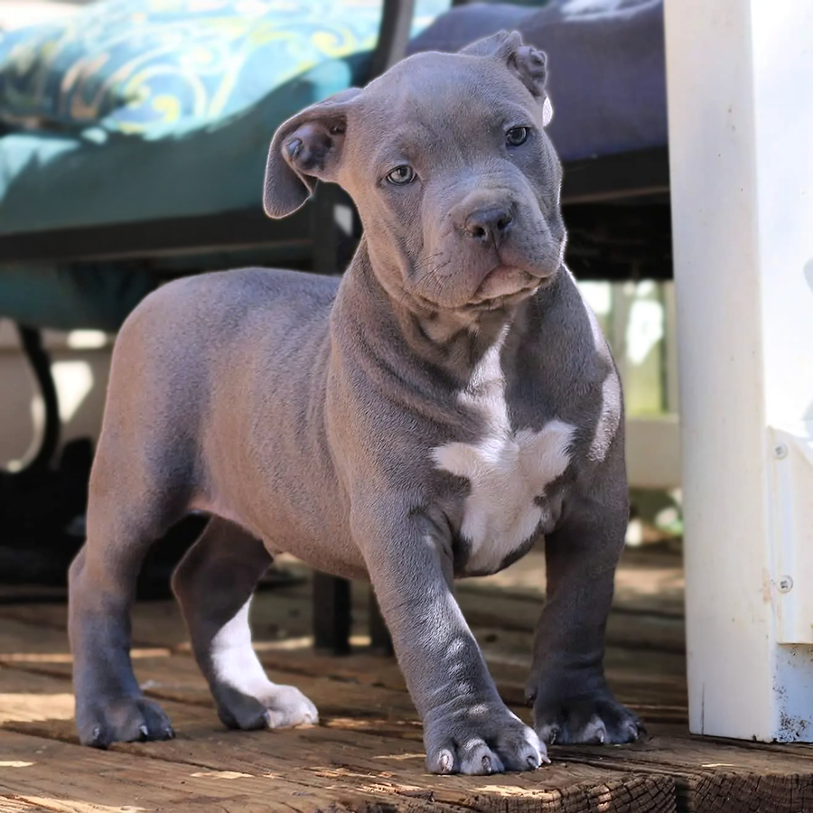 Blue Bully pitbull from Crump's Bullies and Crump's Pitbulls