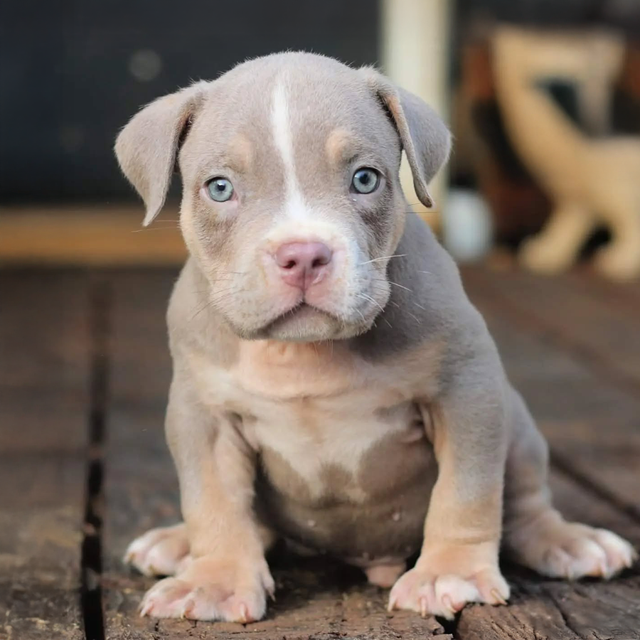 This beautiful lilac tri american Bully puppy is for sale at Crump's Bullies of GA. He has amazing green eyes!