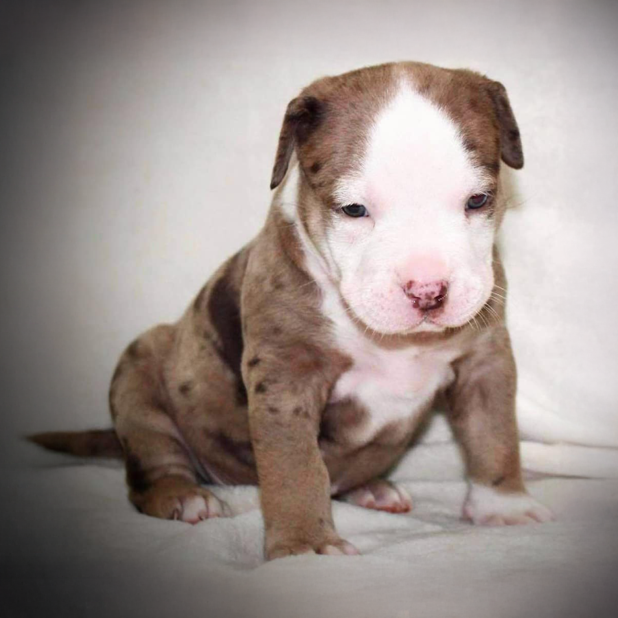 This gorgeous XL Pitbull is a chocolate merle pied XL Pit Bull puppy that was for sale at Crump's Bullies