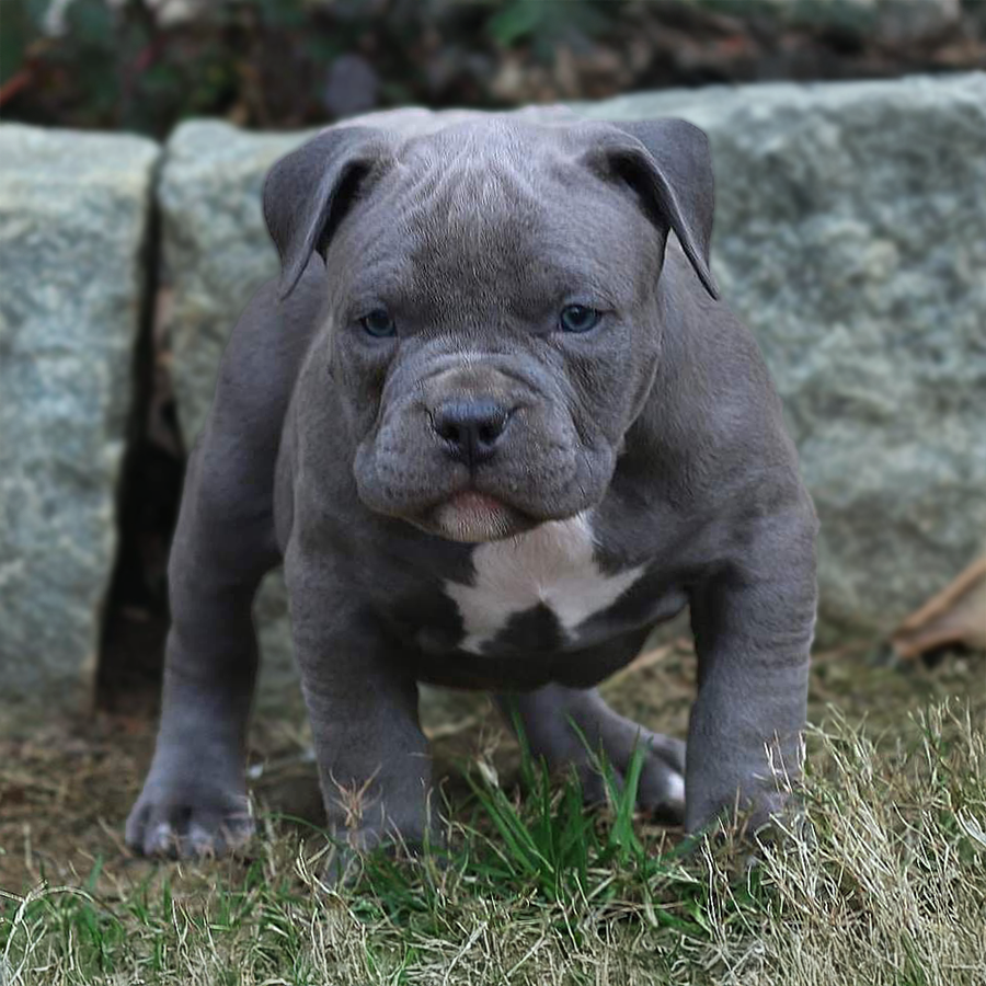 This solid blue Cully Pitbull is a puppy that was initially for sale from Crump's Bullies of Georgia. He's tough!
