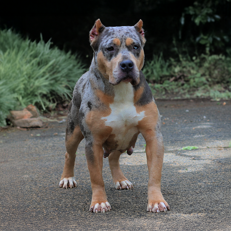 Crump's Blueberry is a blue tri merle XL American Bully female at our Bully breeder kennel in GA