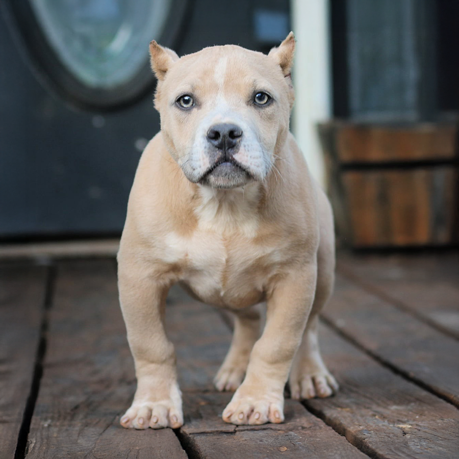 lilac tri pocket Bully Pocket Pit puppy for sale Georgia