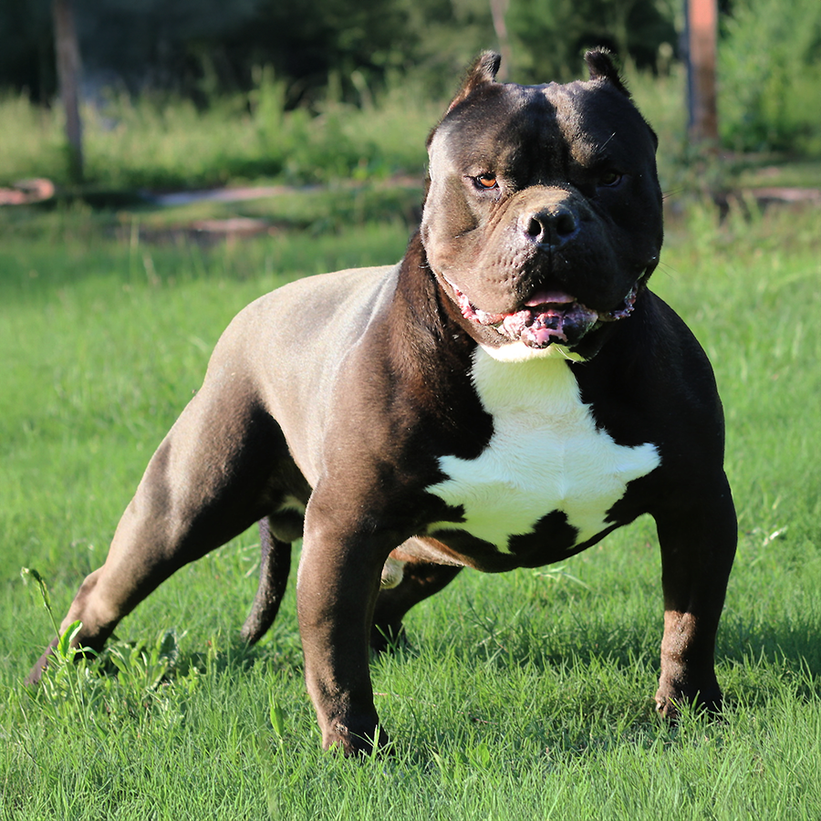 Crump's OSO is a solid black XXL Bully stud. He's thick, stocky, muscular, wide, big head
