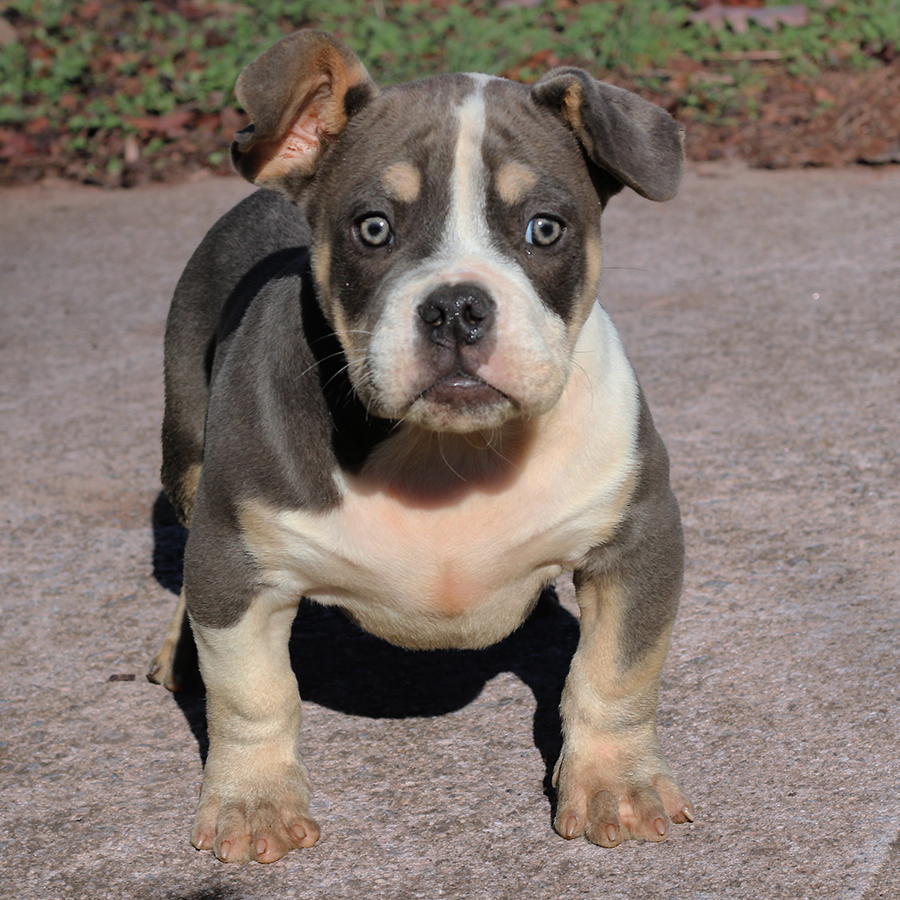 lilac tri pocket Bully Pocket Pit puppy for sale Georgia