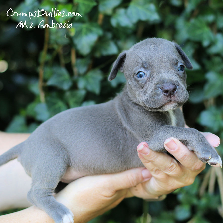 Ambrosia is a blue XL Pitbull for sale near me GA