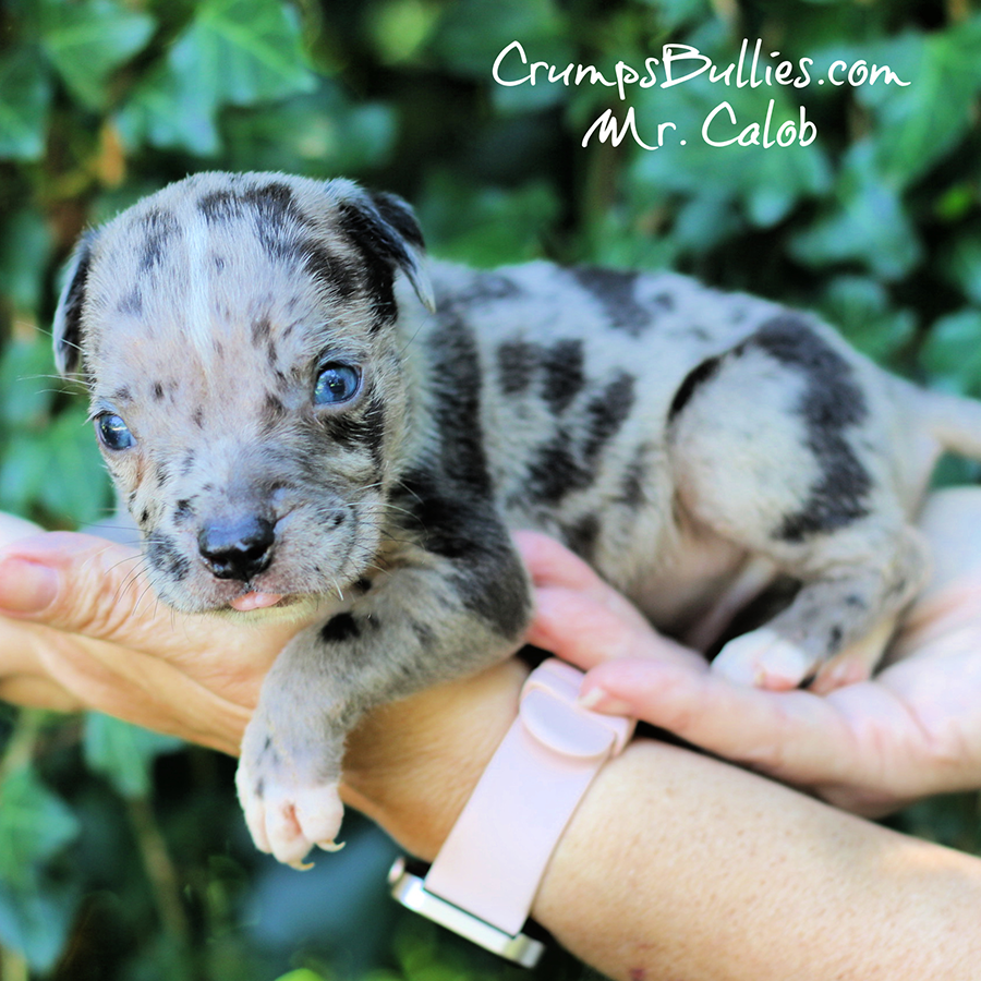Calob is a blue merle XL American Bully dog puppy for sale near me Georgia