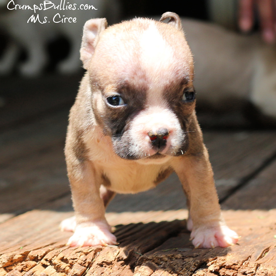 Circe is a brindle runt pocket Bully puppy for sale near me Atlanta GA