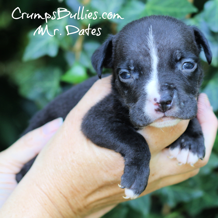 DAtes is a black XL Pitbull dog for sale from GA Bully breeders